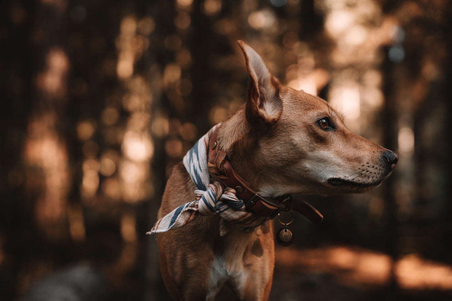 Halstuch GERI - Bandana | Hundehalstuch | leicht