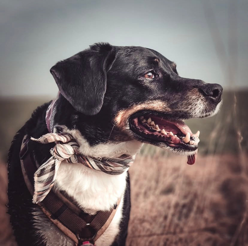 Halstuch SOL - Bandana | Hundehalstuch | leicht