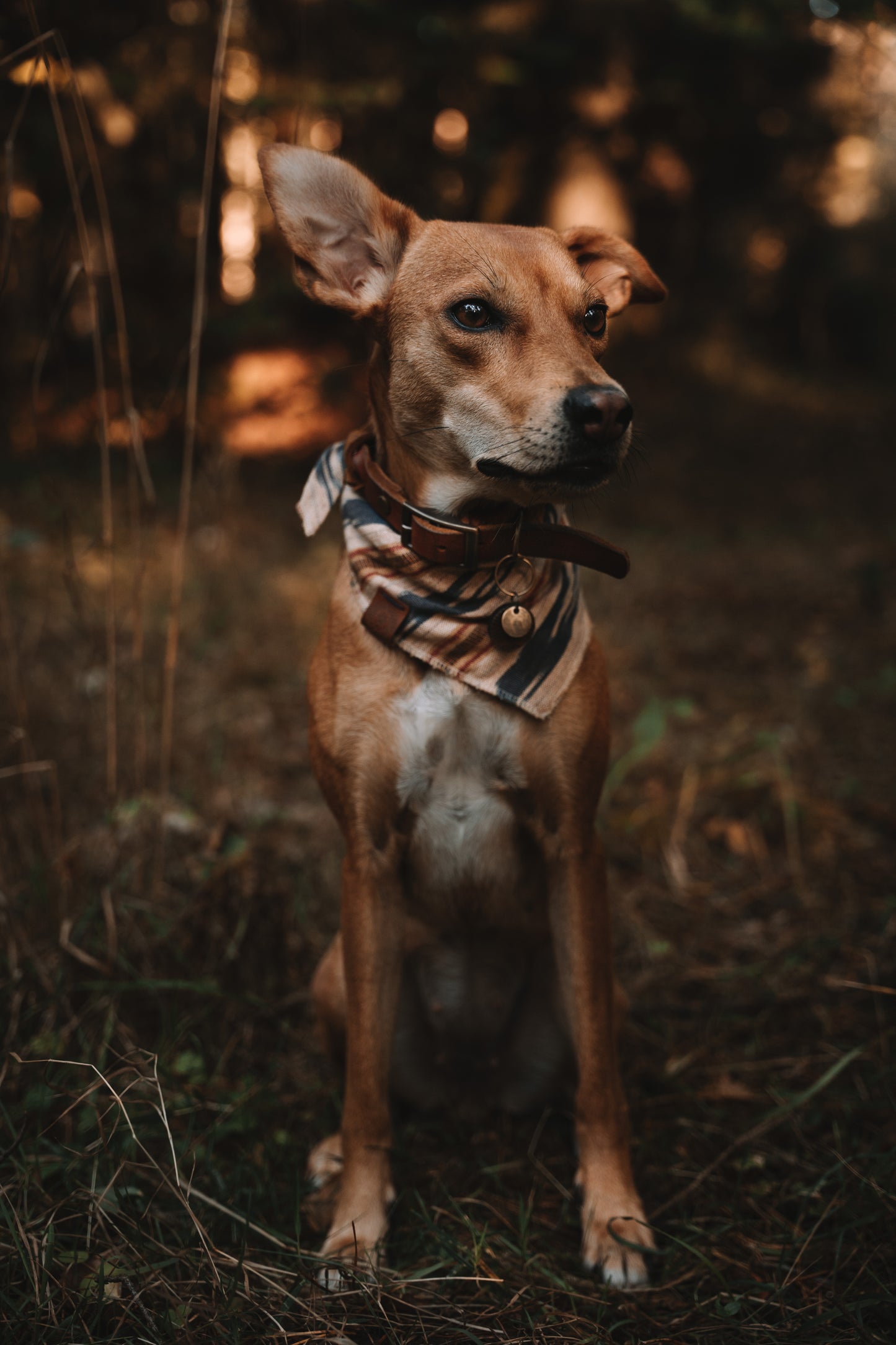 Halstuch GERI - Bandana | Hundehalstuch | leicht