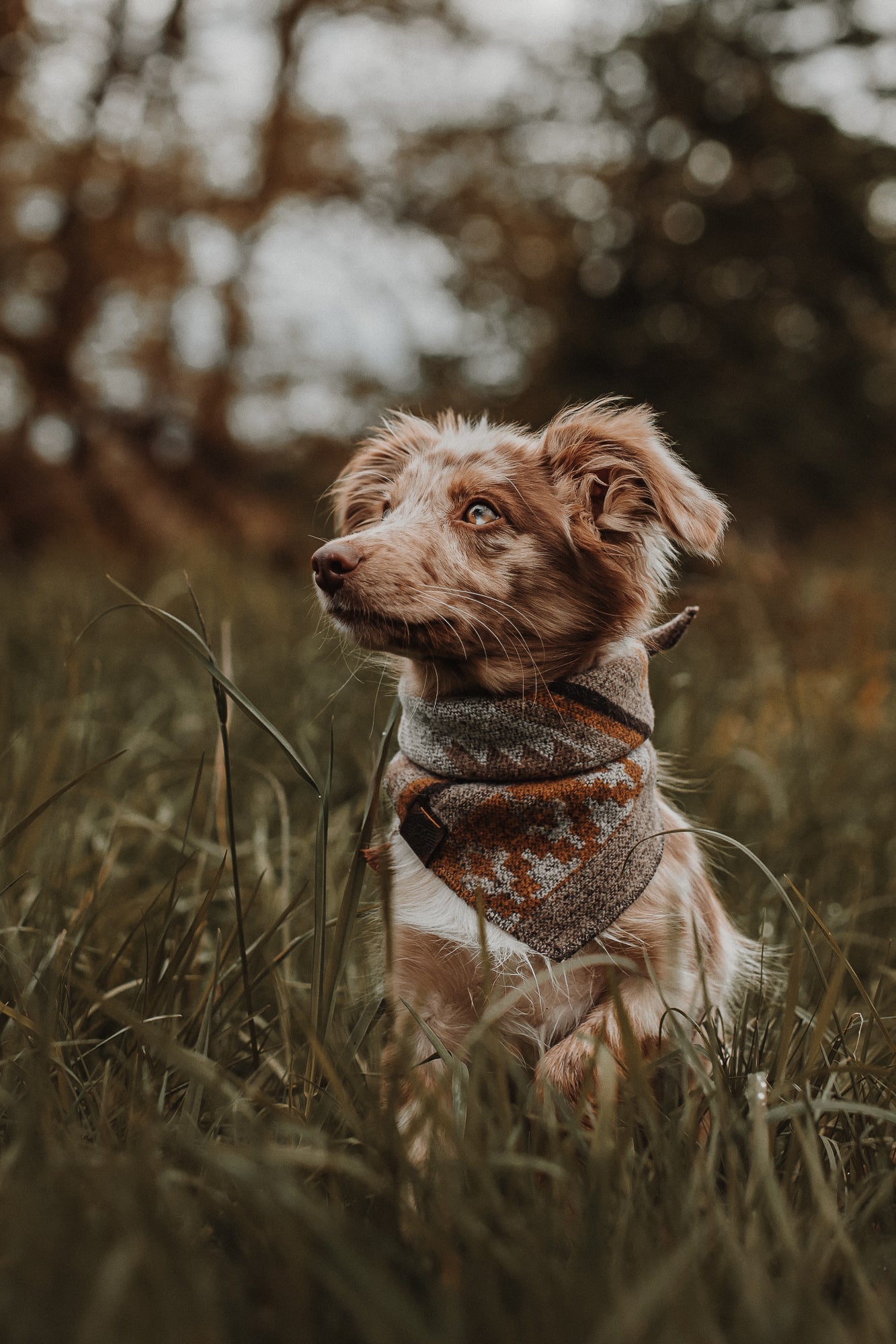 Halstuch THRUD - Bandana | Hundehalstuch | mittelschwer