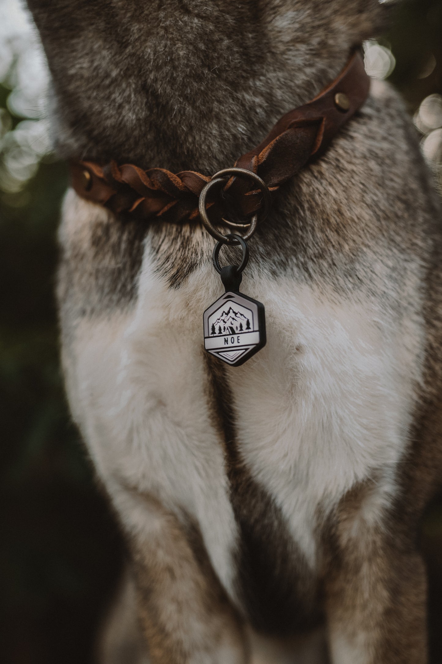 Zugstopp Halsband aus Fettleder | Retrieverhalsband zum Überstreifen