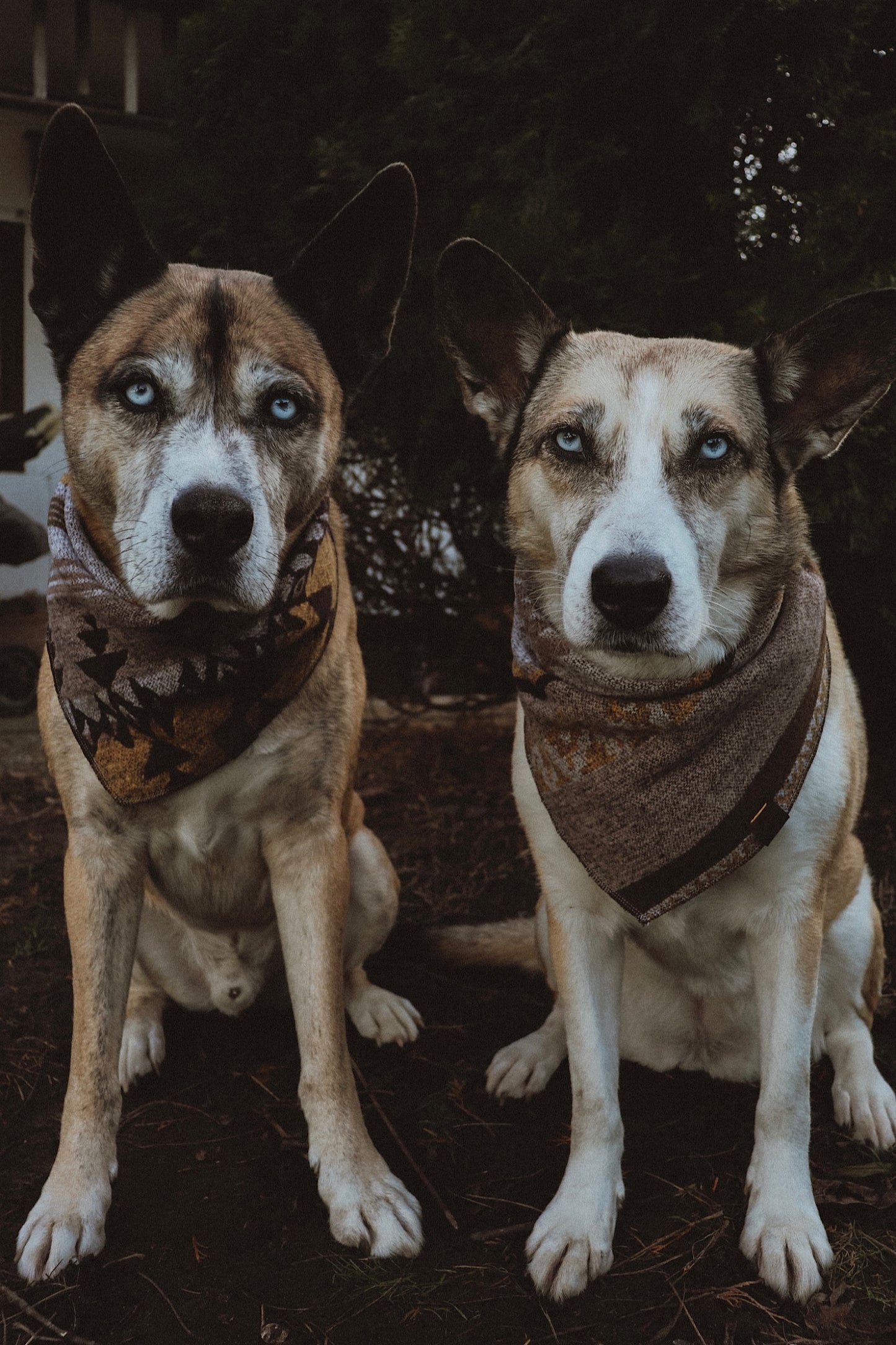 Halstuch THRUD - Bandana | Hundehalstuch | mittelschwer