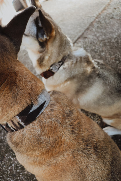 Halsband YMIR • Fettleder-Stoff-Kombi | verschiedene Varianten erhältlich