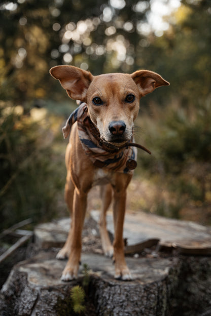 Halstuch GERI - Bandana | Hundehalstuch | leicht