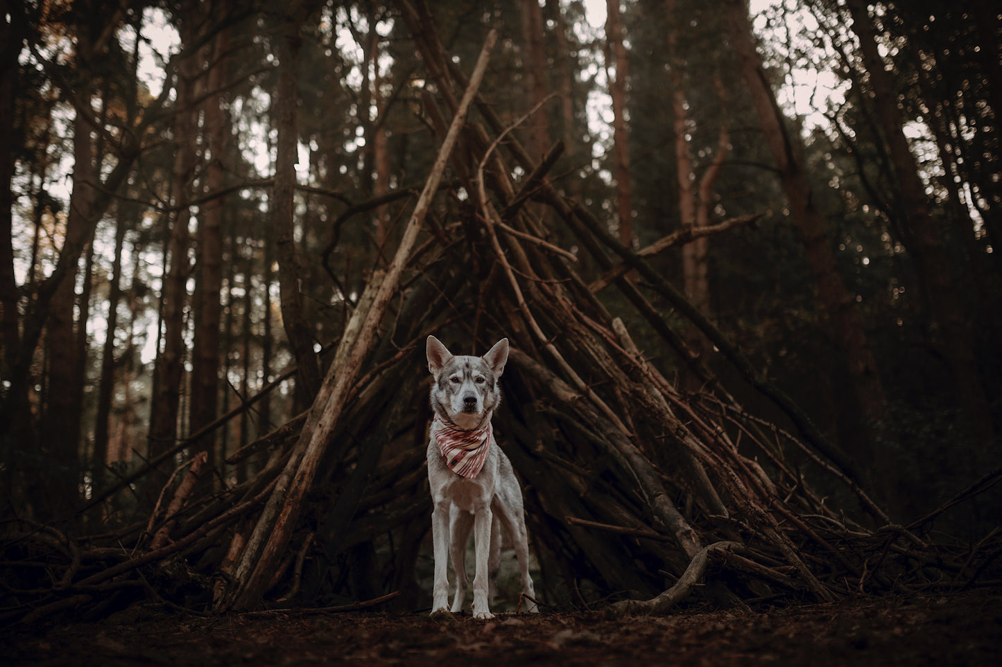 Halstuch SINDRI - Bandana | Hundehalstuch | mittelschwer