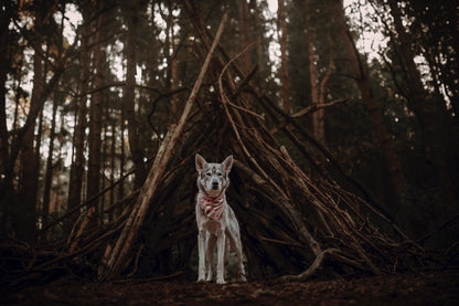Halstuch SINDRI - Bandana | Hundehalstuch | mittelschwer