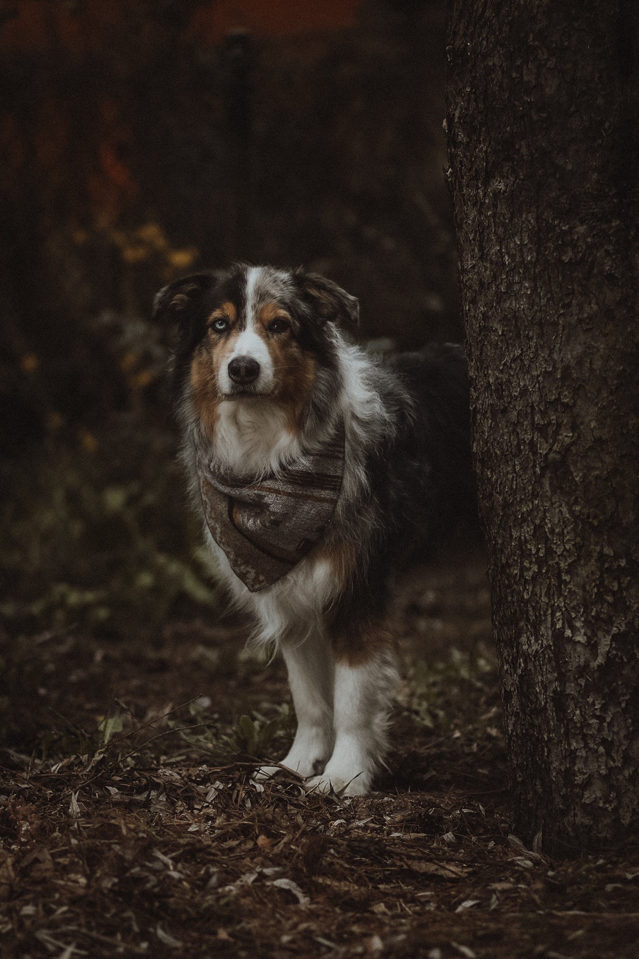 Halstuch THRUD - Bandana | Hundehalstuch | mittelschwer