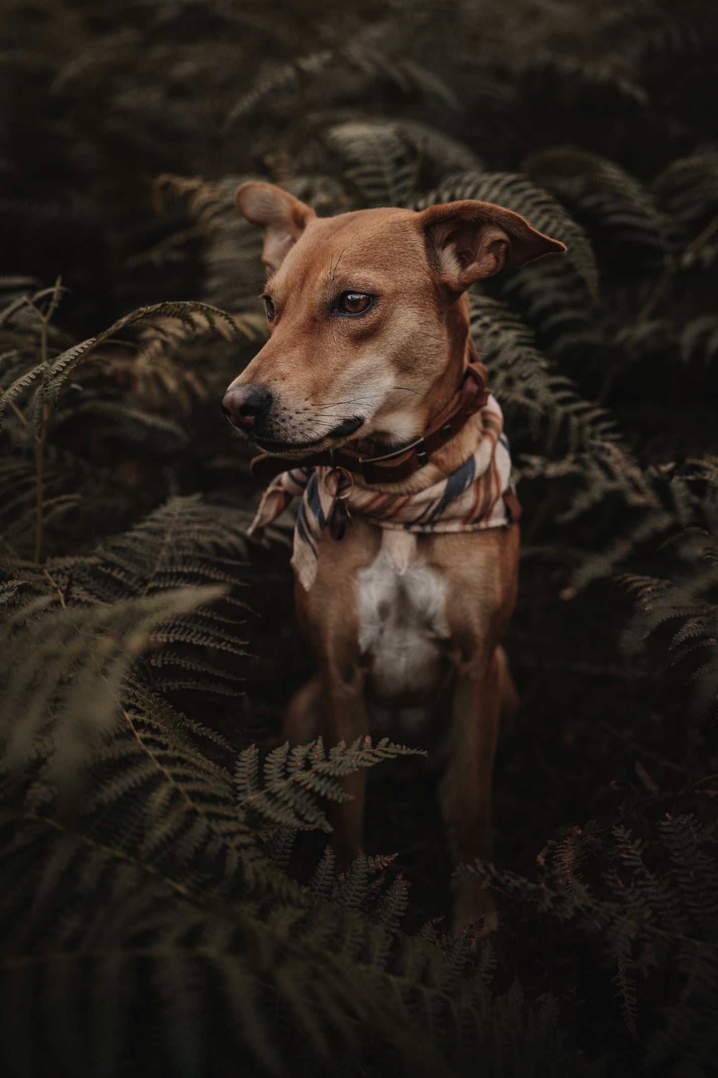 Halstuch GERI - Bandana | Hundehalstuch | leicht