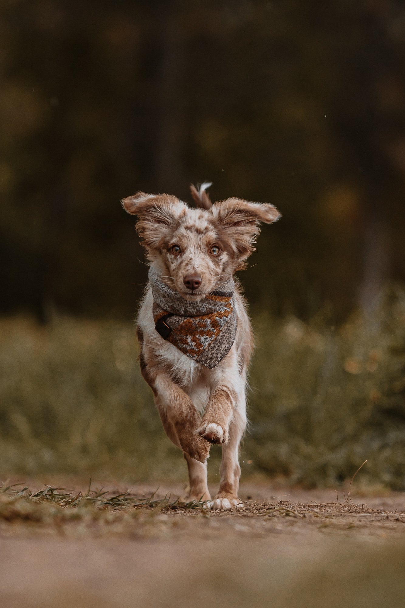Halstuch THRUD - Bandana | Hundehalstuch | mittelschwer