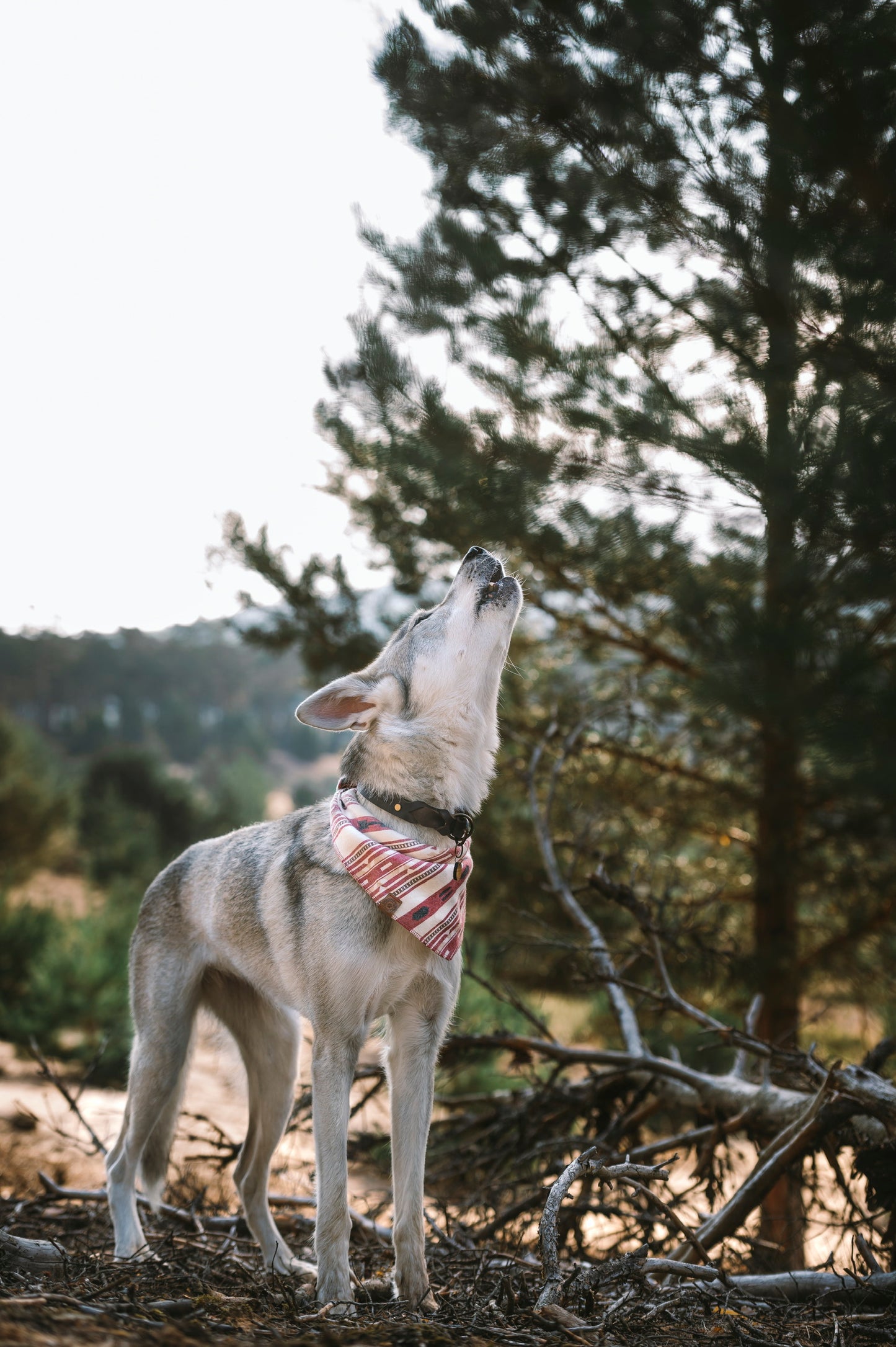 Halstuch SINDRI - Bandana | Hundehalstuch | mittelschwer