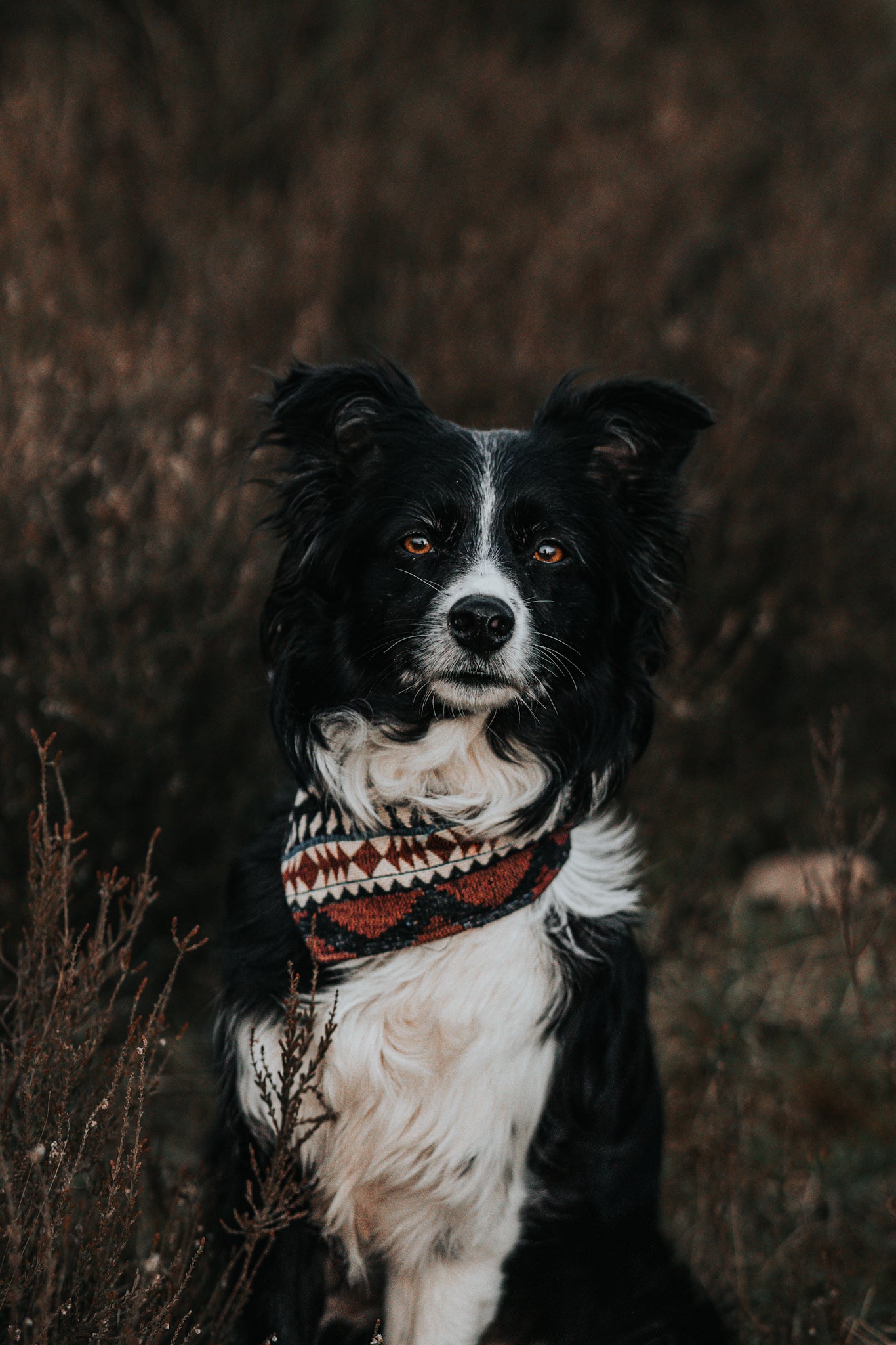 Halstuch FENRIS - Bandana | Hundehalstuch | schwer
