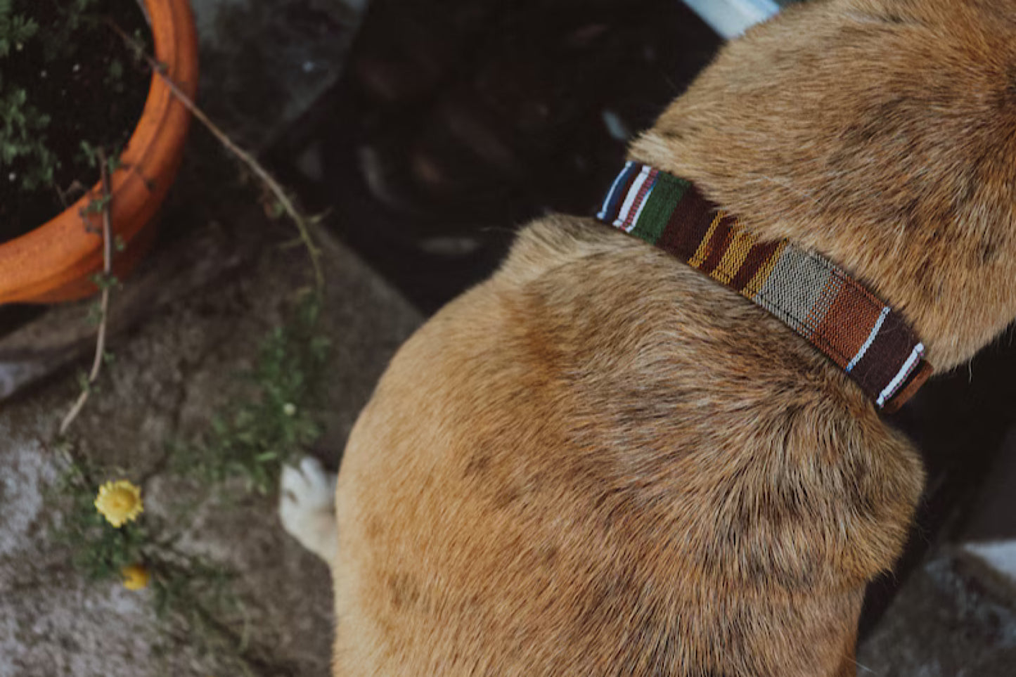 Halsband FREKI • Fettleder-Stoff-Kombi | verschiedene Varianten erhältlich