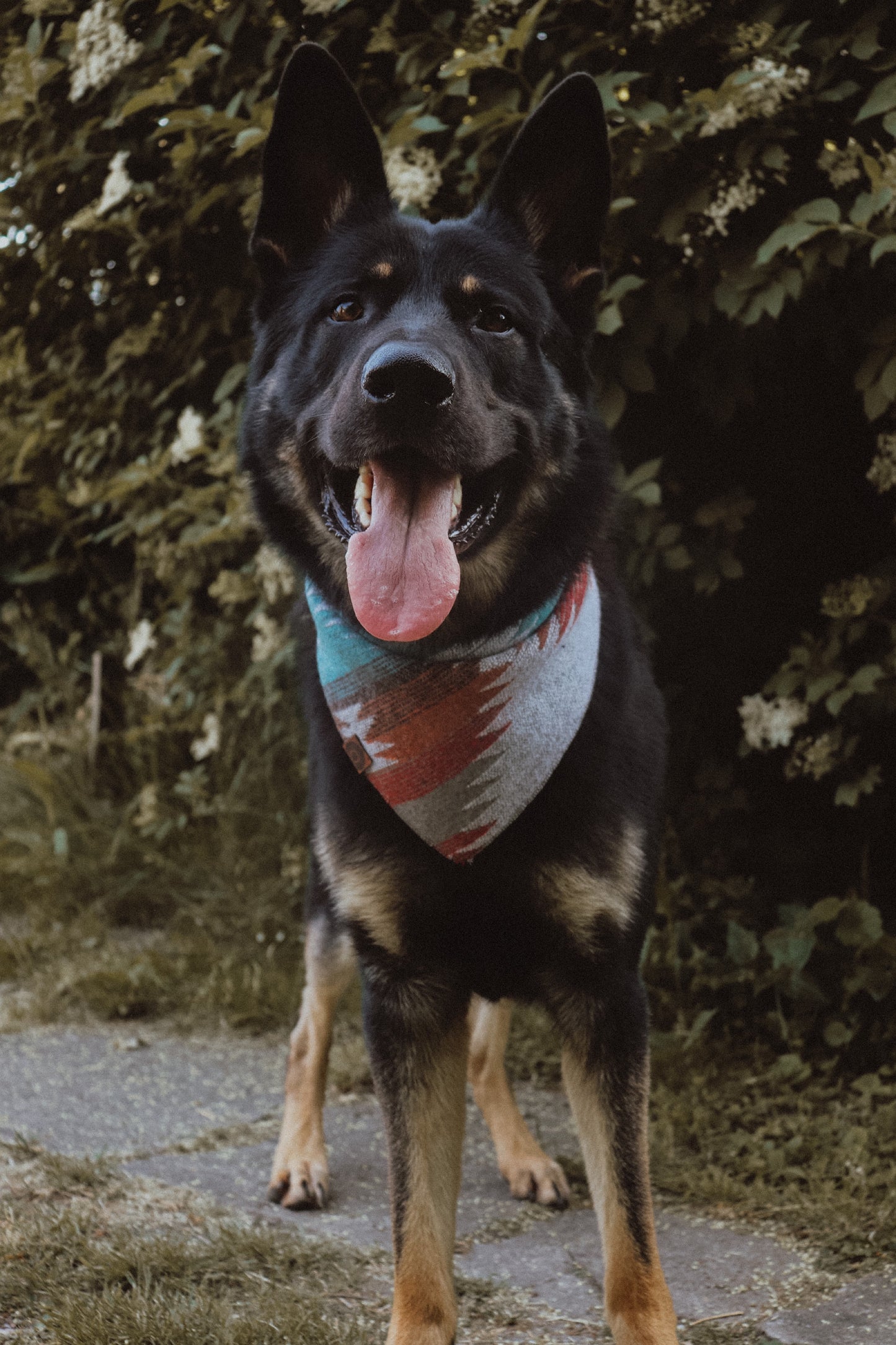 Halstuch VERDANDI - Bandana | Hundehalstuch | mittelschwer