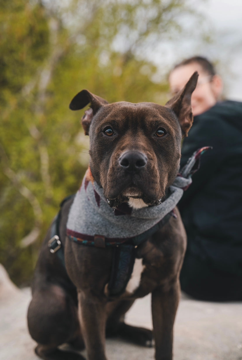 Halstuch ASA - Bandana | Hundehalstuch | mittelschwer