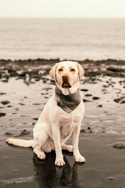 Halstuch URD - Bandana | Hundehalstuch | mittelschwer