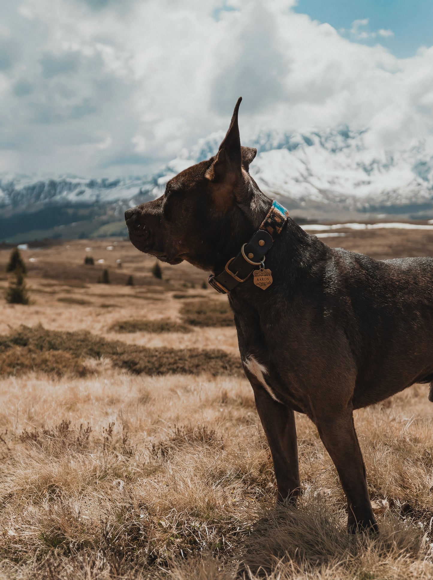 Halsband VALI • Fettleder-Stoff-Kombi | verschiedene Varianten erhältlich