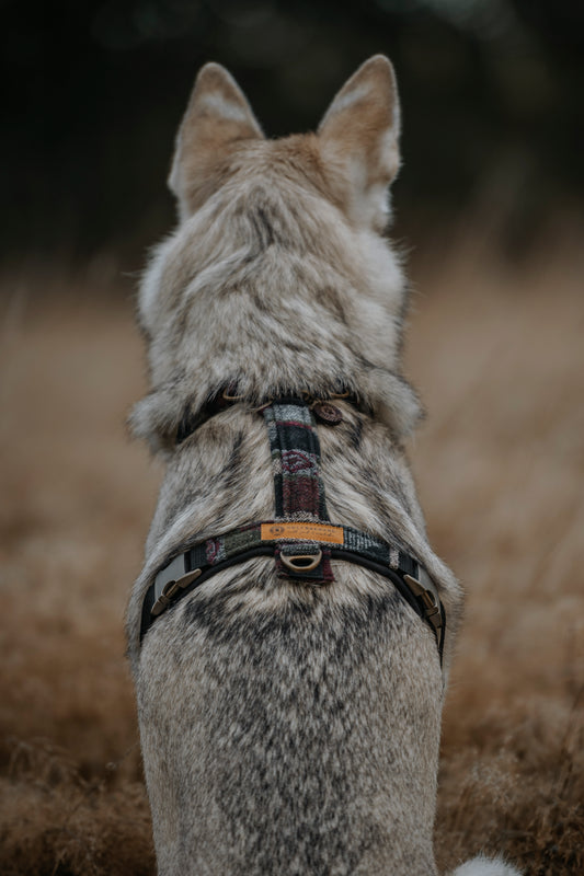 Geschirr GEFION • gepolstert und verstellbar | verschiedene Varianten erhältlich
