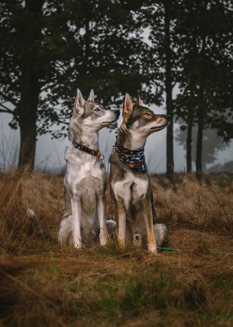 Halstuch ODIN - Bandana | Hundehalstuch | leicht
