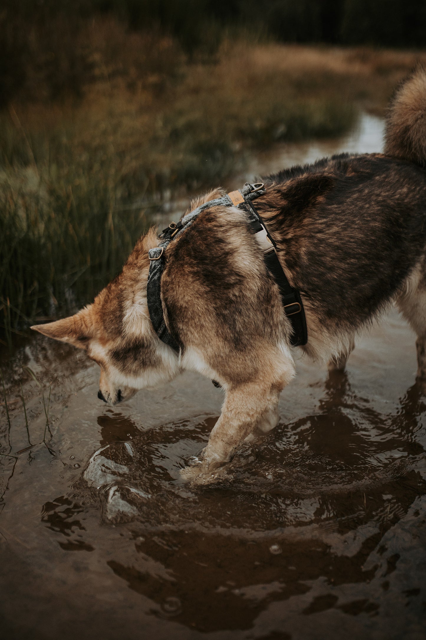 Geschirr VIDAR • gepolstert und verstellbar | verschiedene Varianten erhältlich