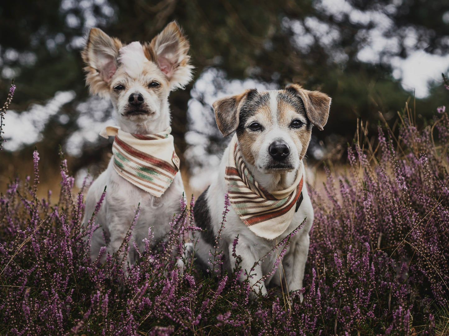 Halstuch DAG - Bandana | Hundehalstuch | leicht