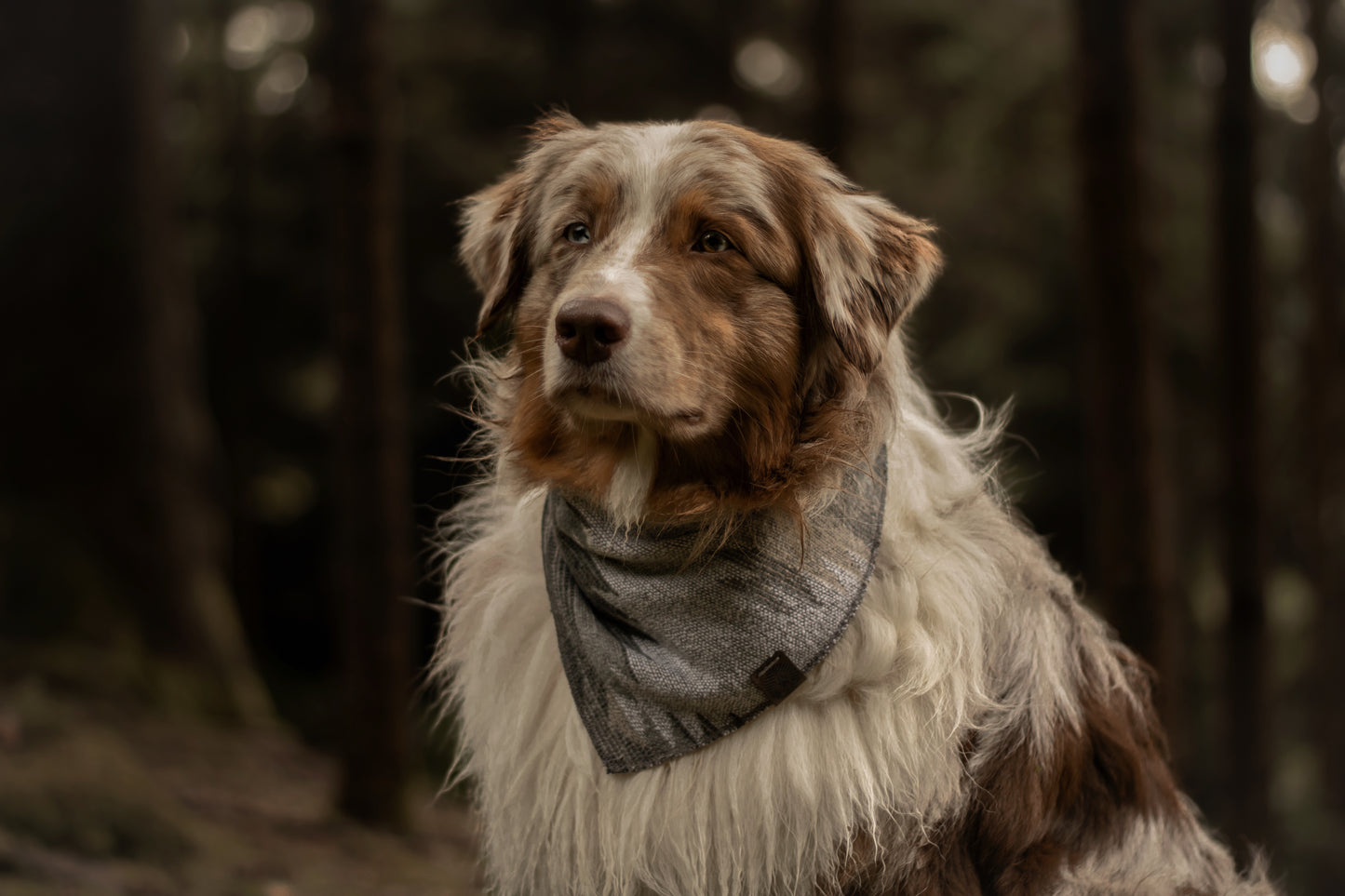 Halstuch SKULD - Bandana | Hundehalstuch | mittelschwer