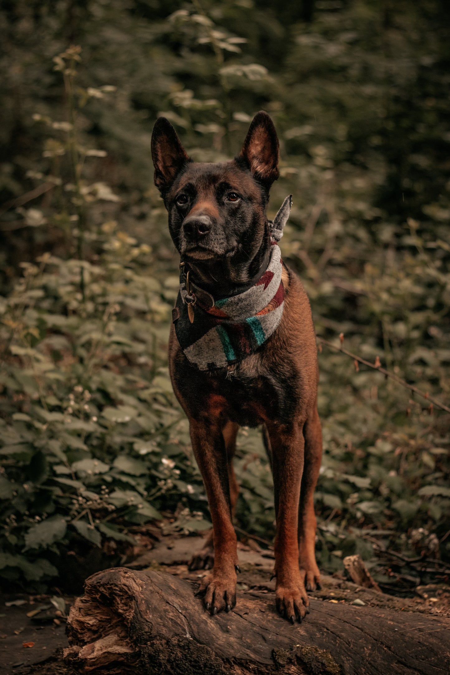 Halstuch ASA - Bandana | Hundehalstuch | mittelschwer