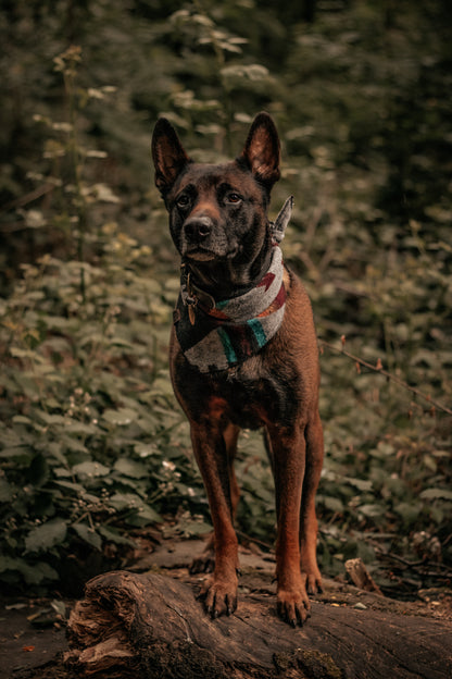 Halstuch ASA - Bandana | Hundehalstuch | mittelschwer