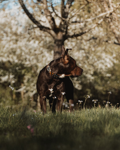 Halsband VALI • Fettleder-Stoff-Kombi | verschiedene Varianten erhältlich