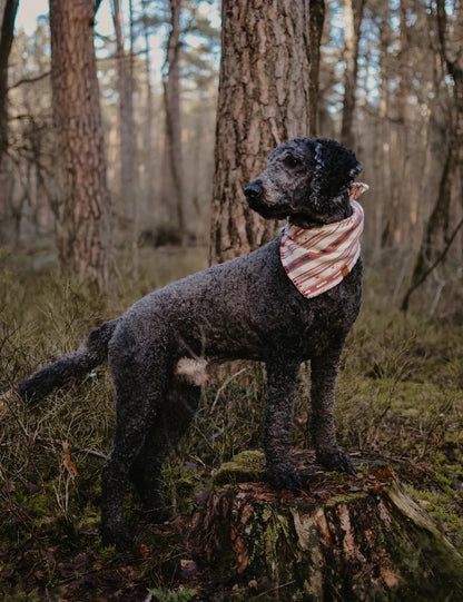 Halstuch SINDRI - Bandana | Hundehalstuch | mittelschwer