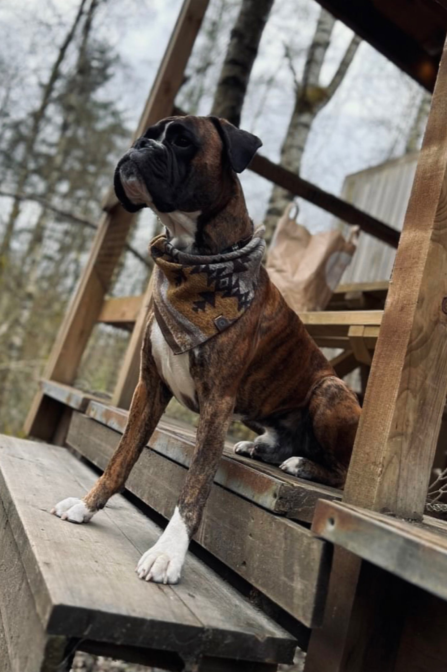 Halstuch THRUD - Bandana | Hundehalstuch | mittelschwer
