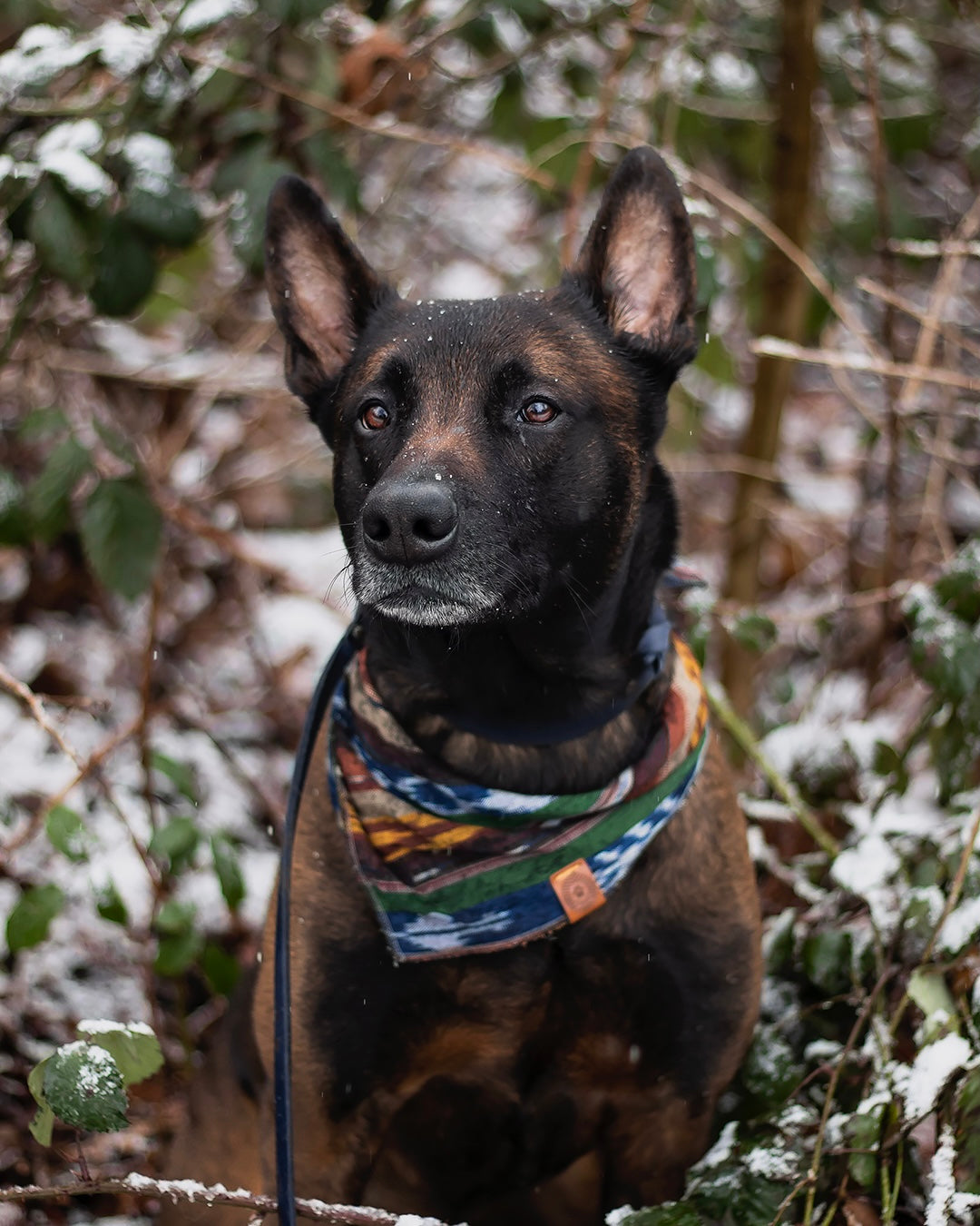 Halstuch FREKI - Bandana | Hundehalstuch | leicht