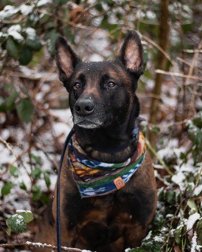 Halstuch FREKI - Bandana | Hundehalstuch | leicht