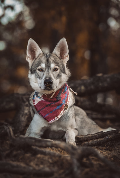 Halstuch SAGA - Bandana | Hundehalstuch | mittelschwer