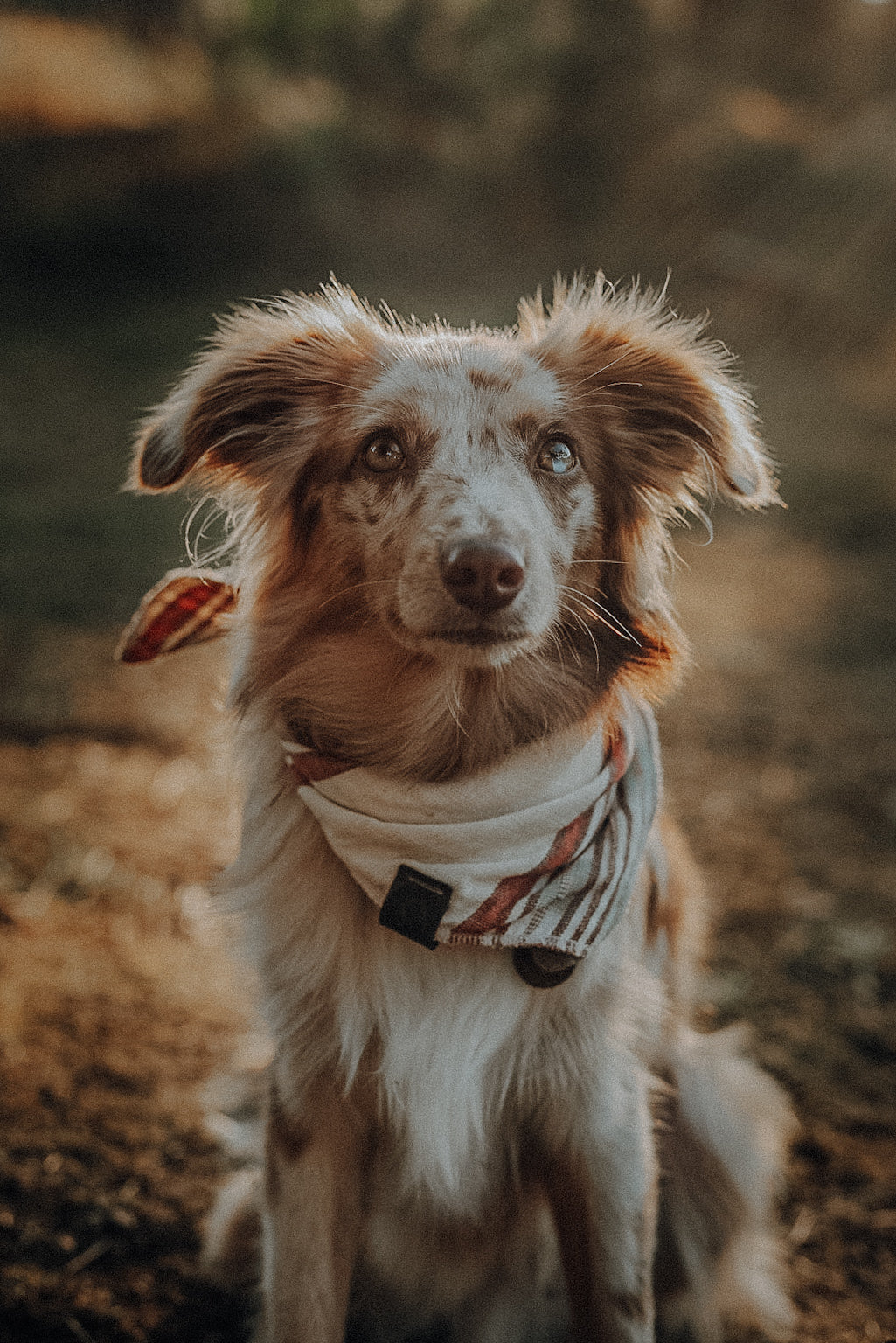 Halstuch DAG - Bandana | Hundehalstuch | leicht