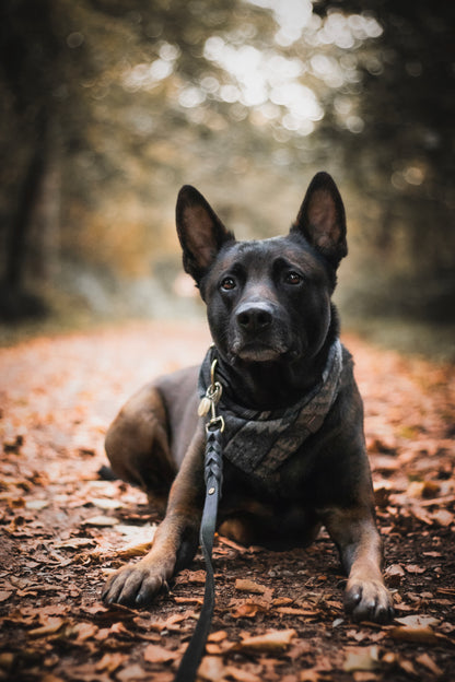 Halstuch VIDAR - Bandana | Hundehalstuch | mittelschwer
