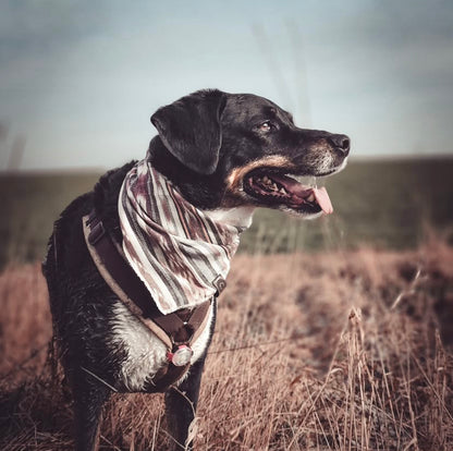 Halstuch SOL - Bandana | Hundehalstuch | leicht