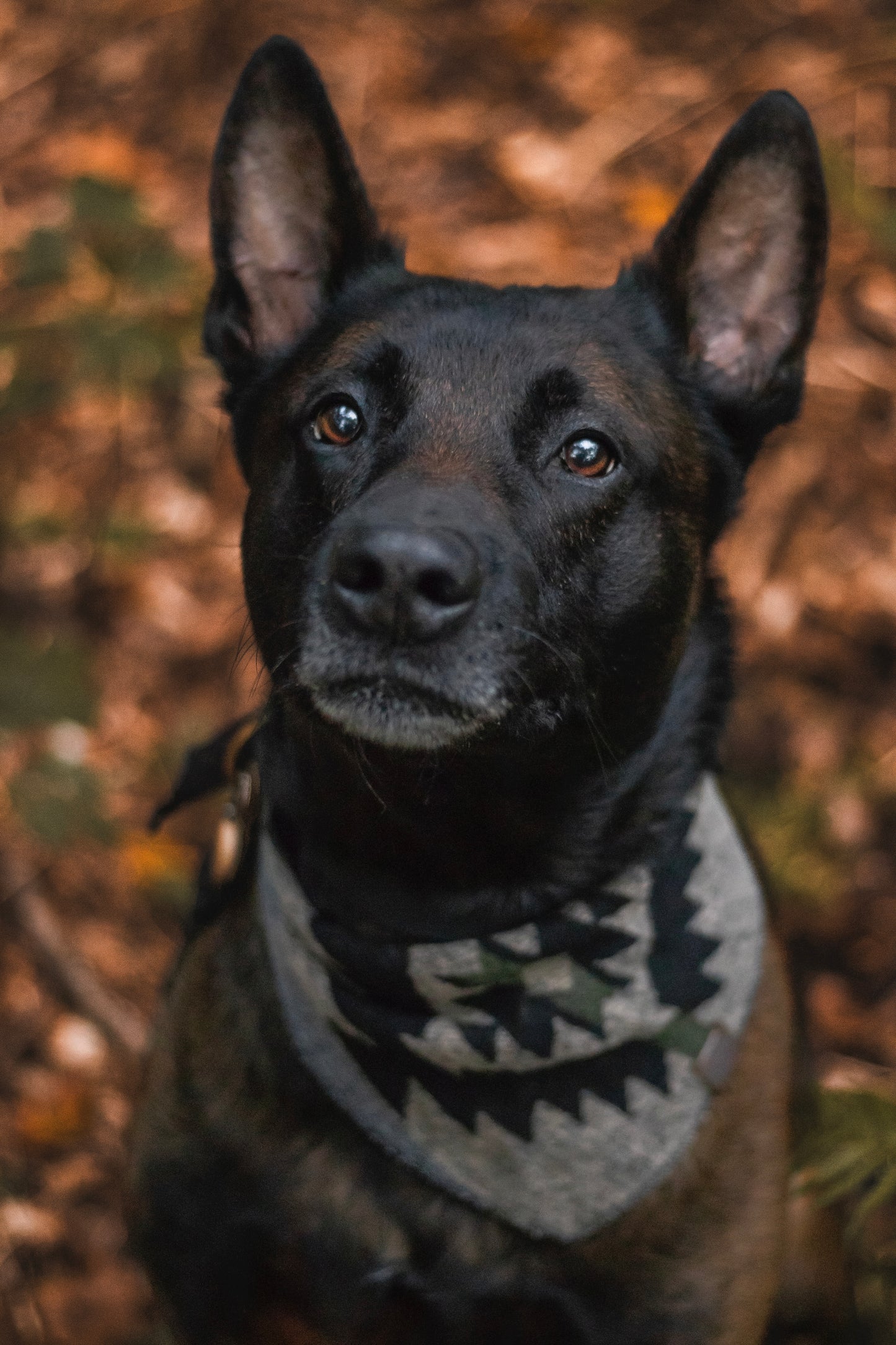 Halstuch GEFION - Bandana | Hundehalstuch | mittelschwer