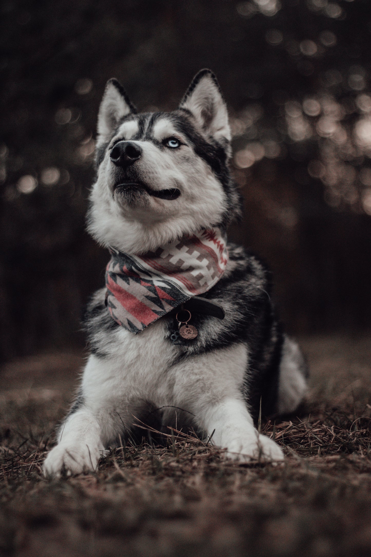 Halstuch BROKK - Bandana | Hundehalstuch | mittelschwer