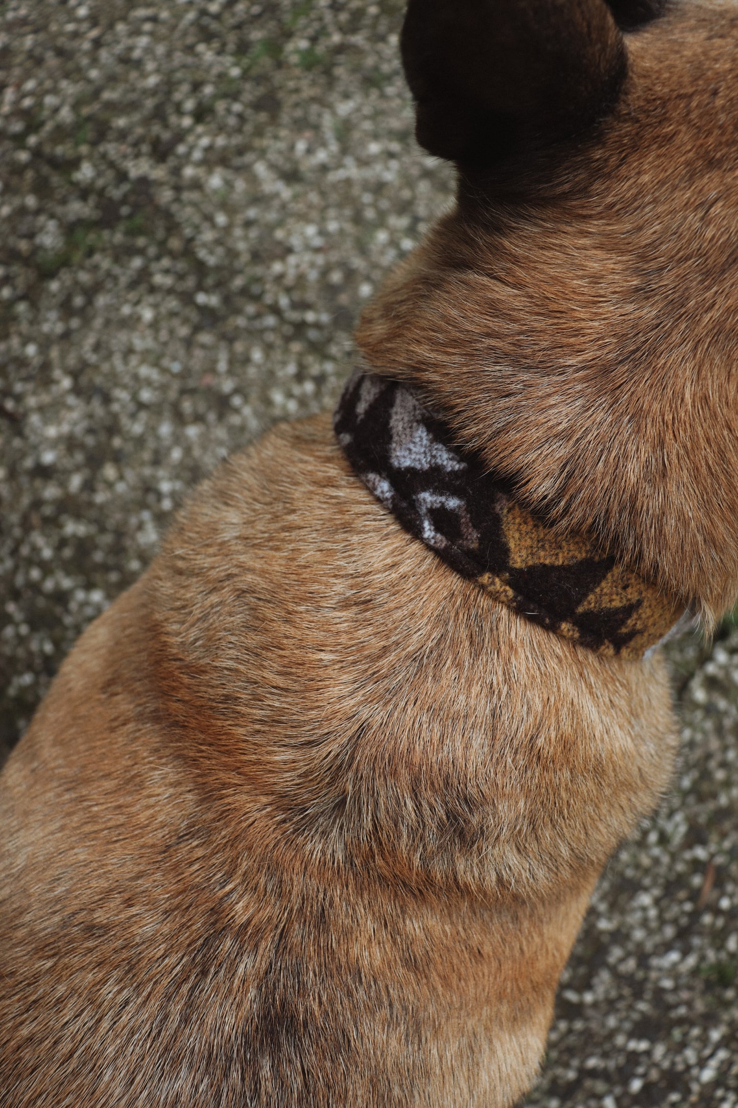 TYR collar in an ethnic look made of greased leather and fabric combination - available in different designs