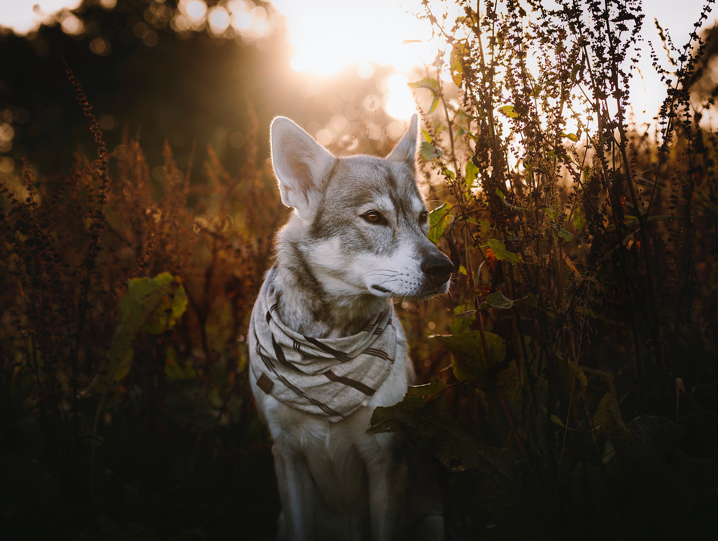 Halstuch EDDA - Bandana | Hundehalstuch | leicht