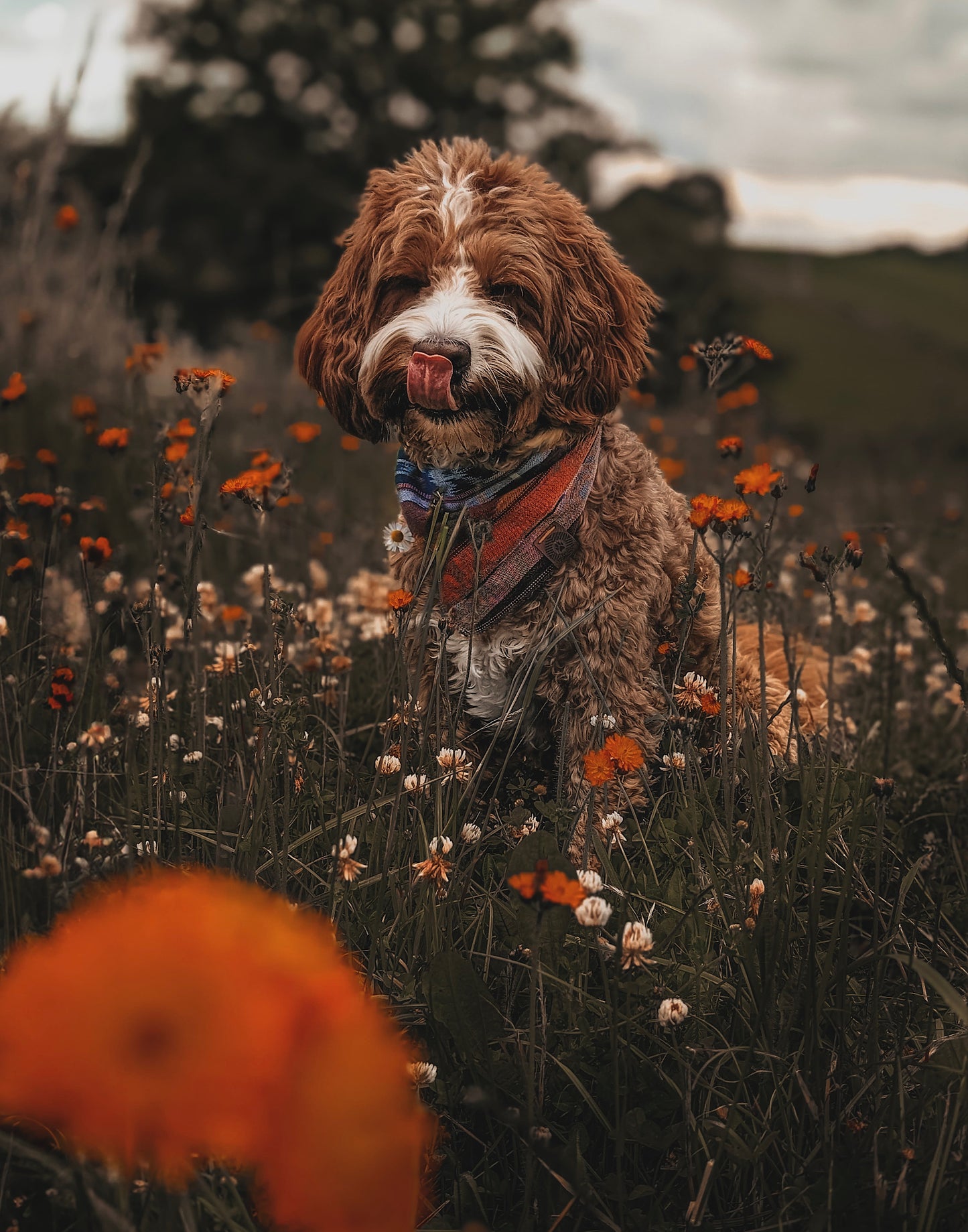 Halstuch FREKI - Bandana | Hundehalstuch | leicht