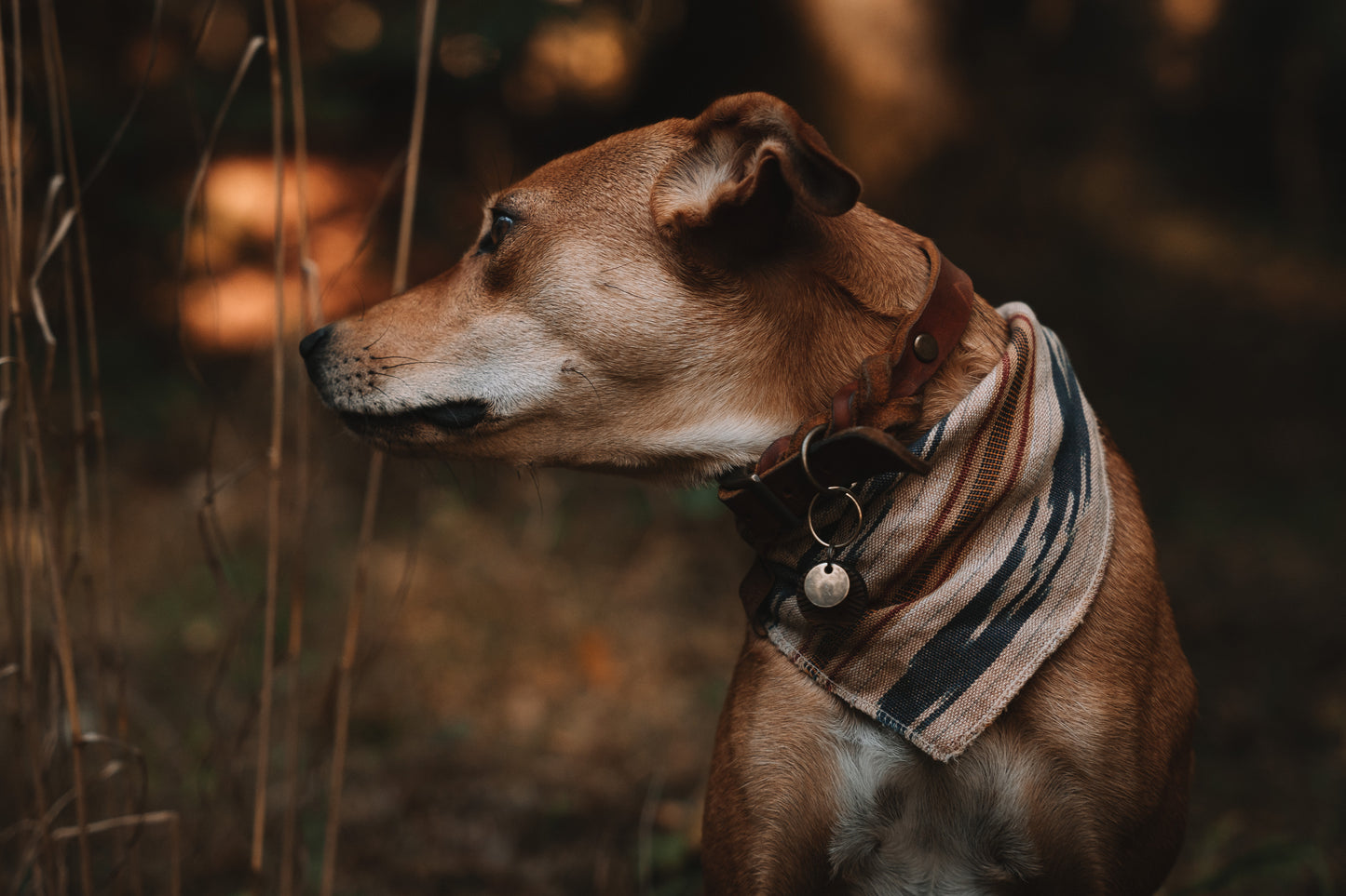 Halstuch GERI - Bandana | Hundehalstuch | leicht
