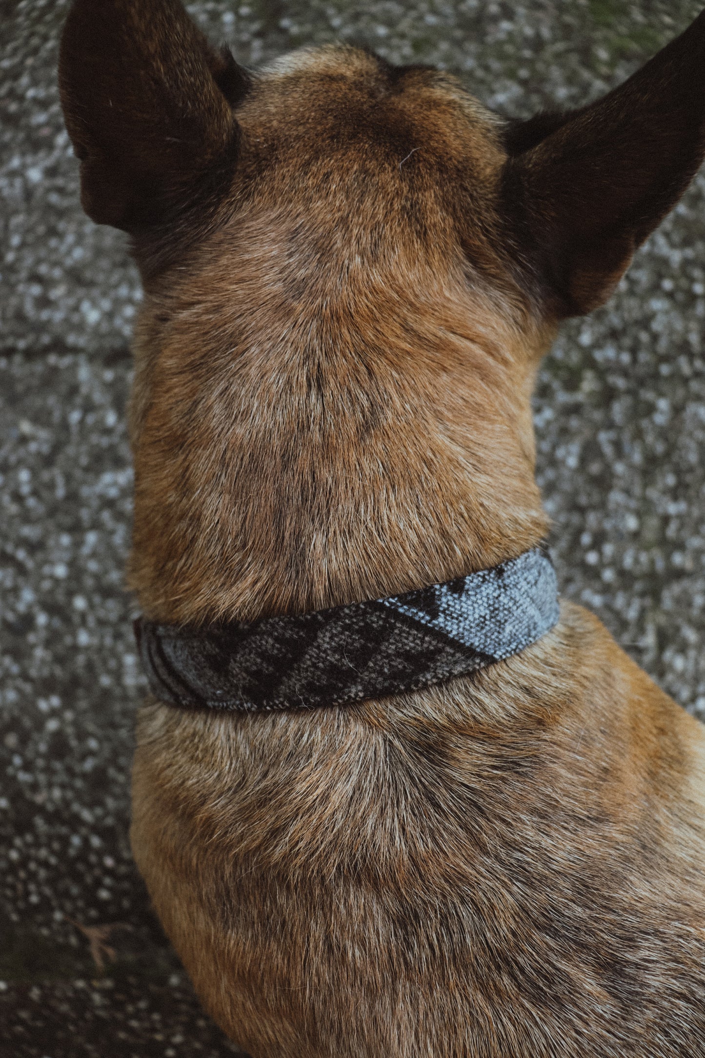 TYR collar in an ethnic look made of greased leather and fabric combination - available in different designs