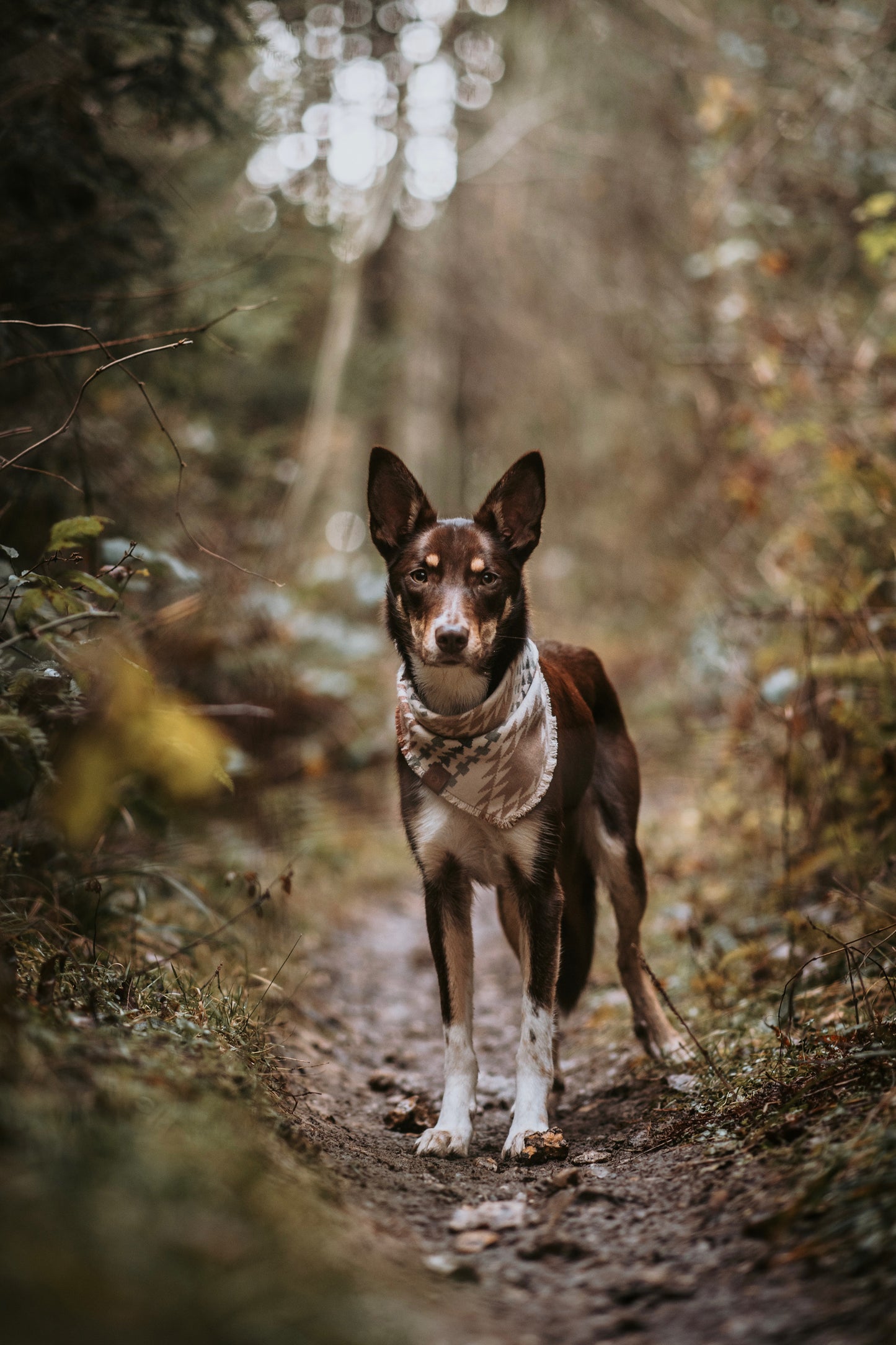 Halstuch EMBLA - Bandana | Hundehalstuch | mittelschwer