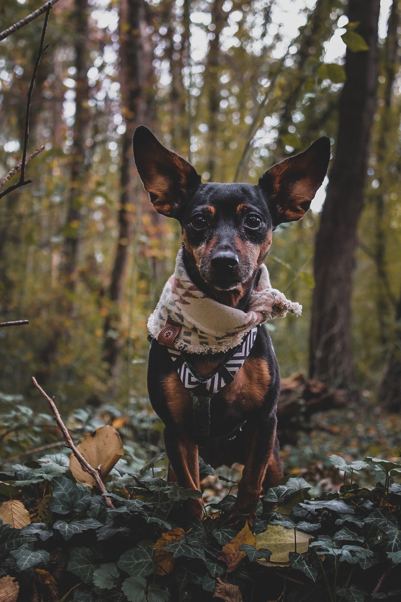 Halstuch EMBLA - Bandana | Hundehalstuch | mittelschwer