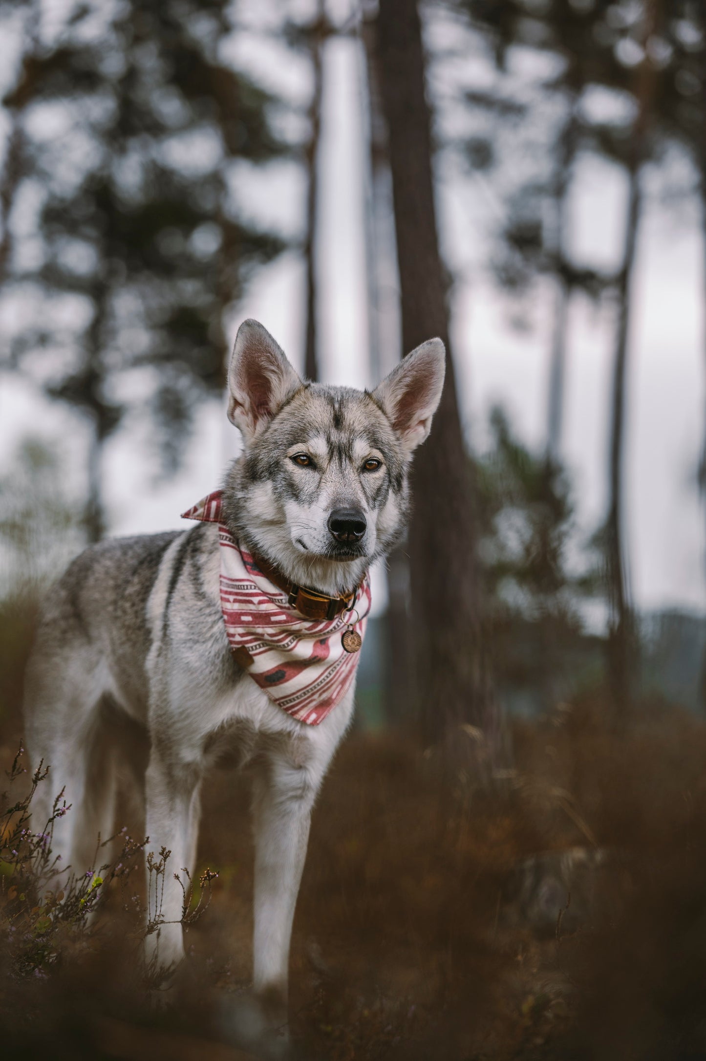 Halstuch SINDRI - Bandana | Hundehalstuch | mittelschwer