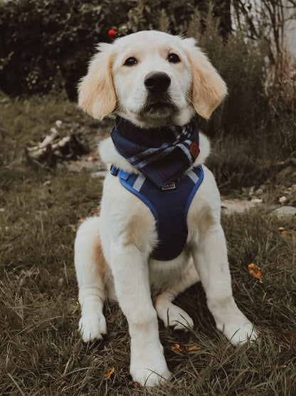 Halstuch HUGIN - Bandana | Hundehalstuch | mittelschwer