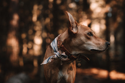 Halstuch GERI - Bandana | Hundehalstuch | leicht