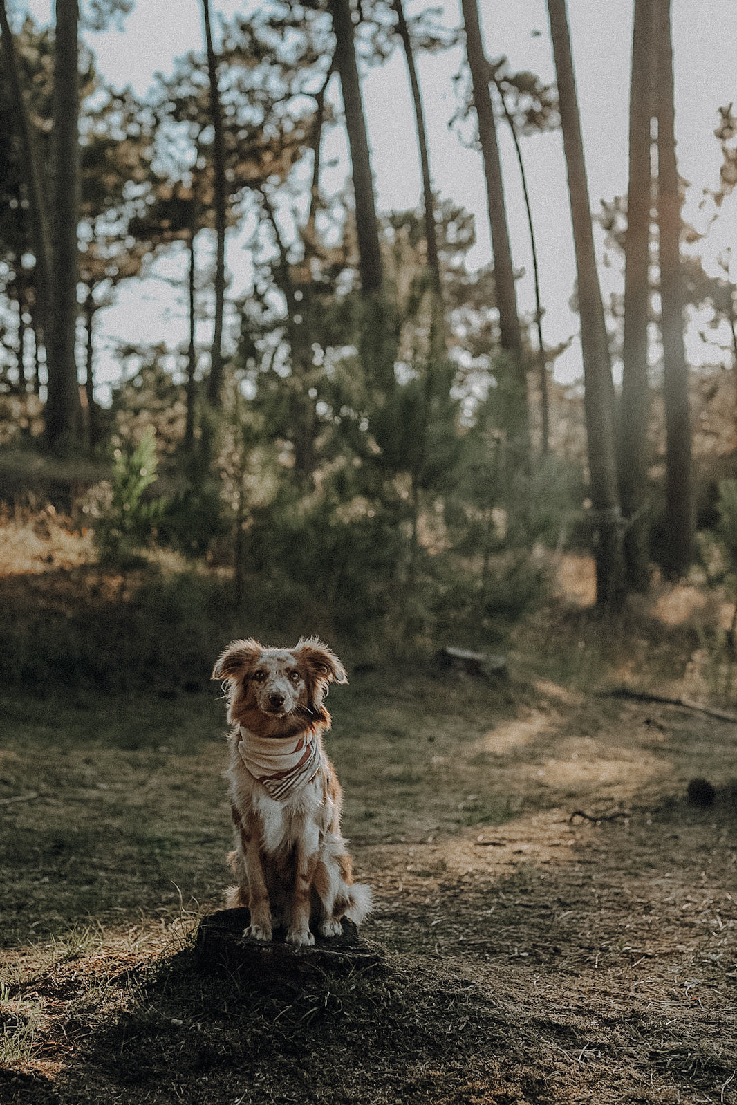 Halstuch DAG - Bandana | Hundehalstuch | leicht