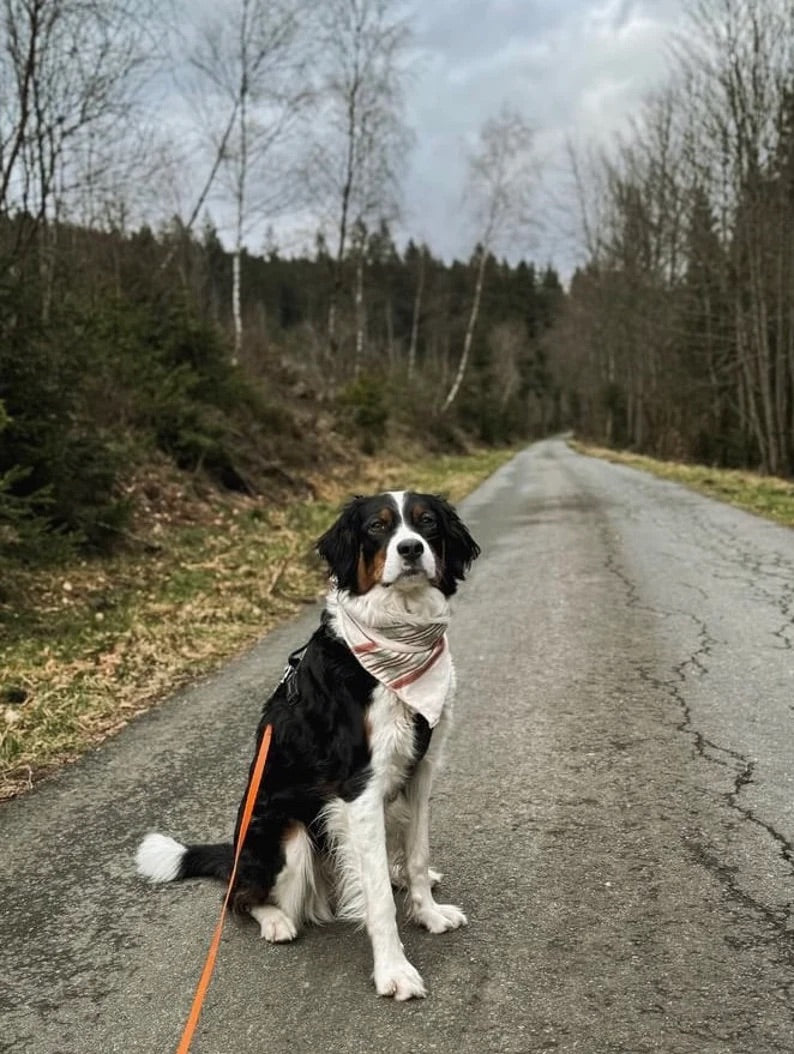 Halstuch DAG - Bandana | Hundehalstuch | leicht
